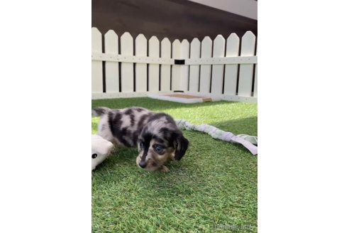 成約済の福岡県のカニンヘンダックスフンド(ロングヘアード)-253009の10枚目