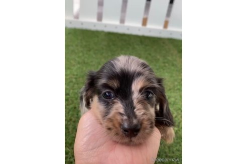 成約済の福岡県のカニンヘンダックスフンド(ロングヘアード)-253009の11枚目