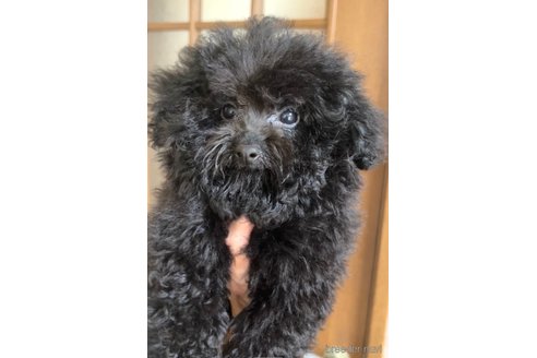 成約済の茨城県のトイプードル-241259の2枚目