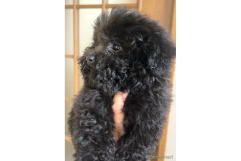 成約済の茨城県のトイプードル-241259の3枚目