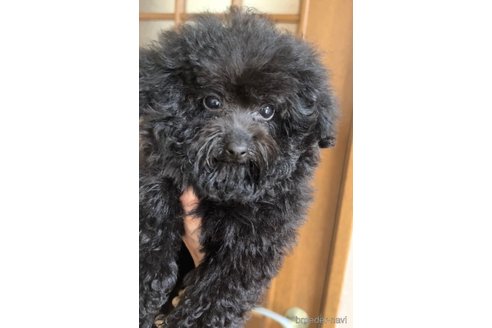 成約済の茨城県のトイプードル-241259の5枚目