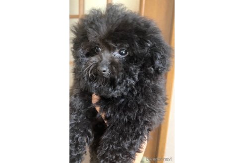 成約済の茨城県のトイプードル-241259の4枚目