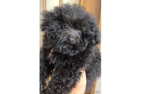 成約済の茨城県のトイプードル-241259の1枚目