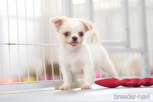 子犬