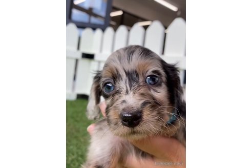 成約済の福岡県のカニンヘンダックスフンド(ロングヘアード)-253028の10枚目