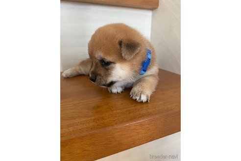 豆柴子犬 5/25 男の子♂1売約済 | 豆柴の専門ブリーダー｜日本犬