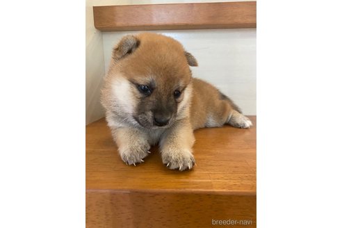 成約済の茨城県の豆柴-253034の2枚目