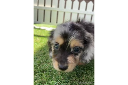 成約済の福岡県のカニンヘンダックスフンド(ロングヘアード)-253041の1枚目