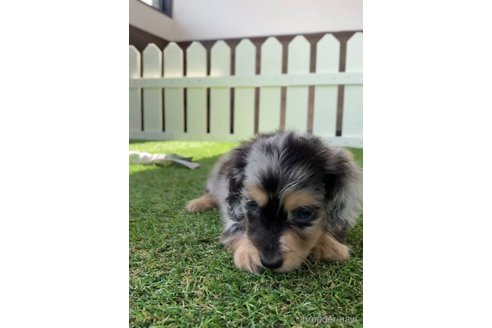 成約済の福岡県のカニンヘンダックスフンド(ロングヘアード)-253041の2枚目