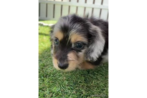 成約済の福岡県のカニンヘンダックスフンド(ロングヘアード)-253041の3枚目