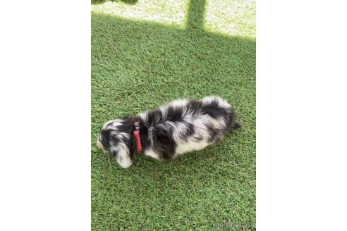 成約済の福岡県のカニンヘンダックスフンド(ロングヘアード)-253041の4枚目