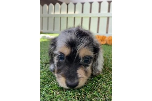 成約済の福岡県のカニンヘンダックスフンド(ロングヘアード)-253041の5枚目