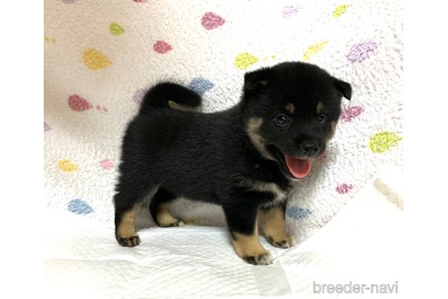 成約済の滋賀県の柴犬-253075の1枚目