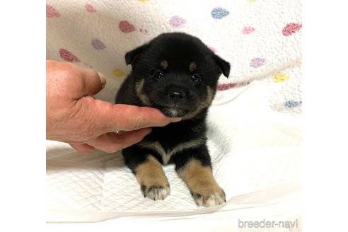 成約済の滋賀県の柴犬-253075の2枚目
