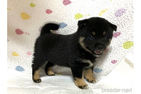 成約済の滋賀県の柴犬-253075の3枚目