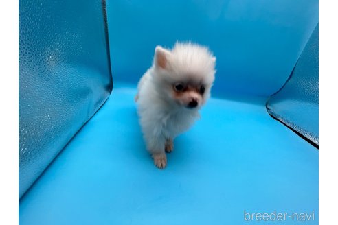 成約済の東京都のポメラニアン-253082の20枚目