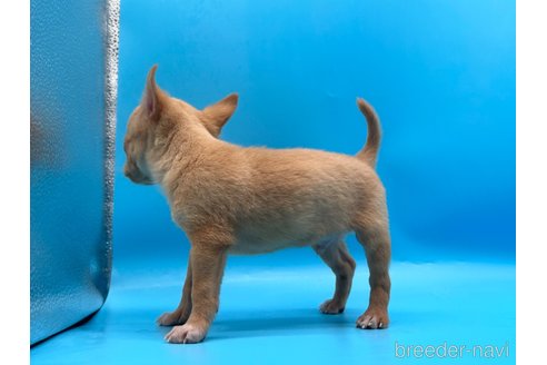 成約済の東京都のチワワ(スムースコート)-253084の9枚目