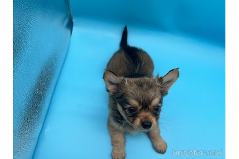 成約済の東京都のチワワ(ロングコート)-253090の7枚目