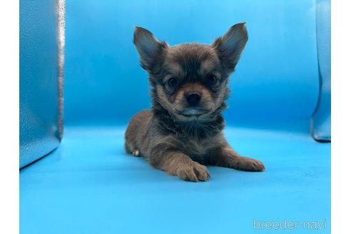 成約済の東京都のチワワ(ロングコート)-253090の8枚目