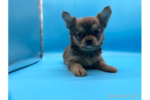 成約済の東京都のチワワ(ロングコート)-253090の9枚目