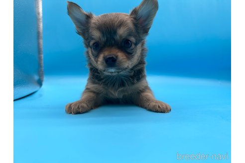 成約済の東京都のチワワ(ロングコート)-253090の10枚目