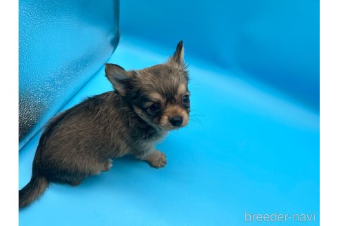 成約済の東京都のチワワ(ロングコート)-253090の2枚目