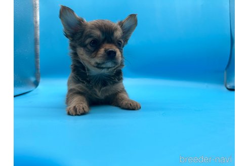 成約済の東京都のチワワ(ロングコート)-253090の3枚目