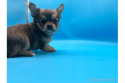 成約済の東京都のチワワ(ロングコート)-253090の4枚目