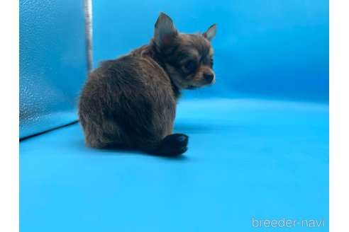 成約済の東京都のチワワ(ロングコート)-253090の5枚目