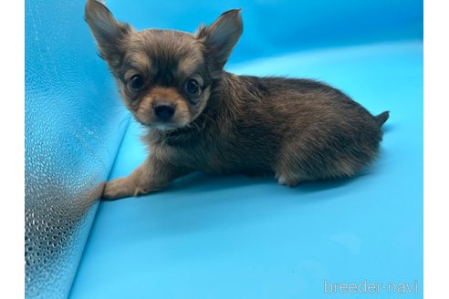 成約済の東京都のチワワ(ロングコート)-253090の6枚目