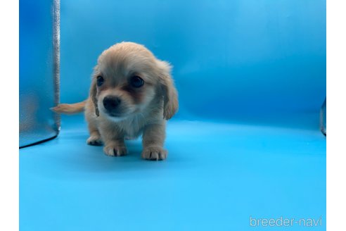 成約済の東京都のチワックス:チワワ×ミニチュアダックスフンド-253089の4枚目