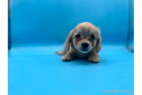 成約済の東京都のチワックス:チワワ×ミニチュアダックスフンド-253089の2枚目