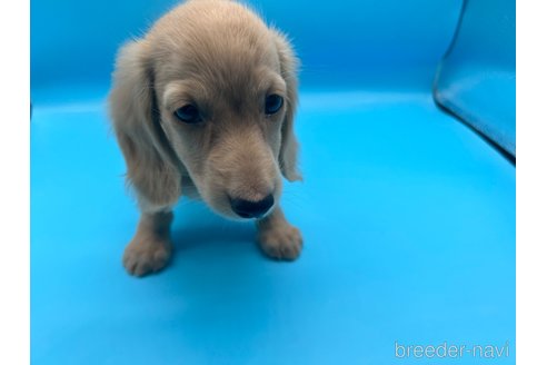 成約済の東京都のミニチュアダックスフンド(ロングヘアード)-253086の5枚目