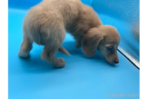 成約済の東京都のミニチュアダックスフンド(ロングヘアード)-253085の5枚目