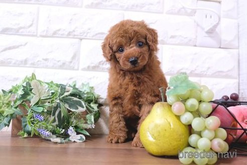 成約済の滋賀県のトイプードル-250101の1枚目