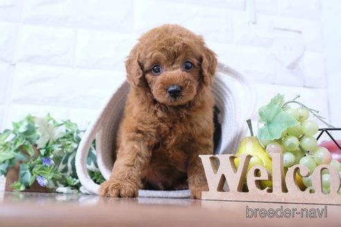 成約済の滋賀県のトイプードル-250101の6枚目