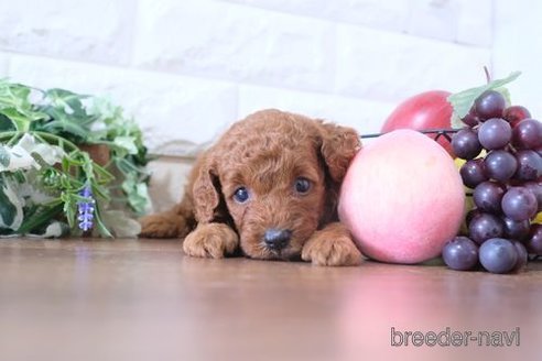 成約済の滋賀県のトイプードル-250101の3枚目