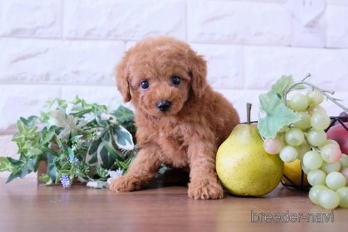 成約済の滋賀県のトイプードル-250106の1枚目