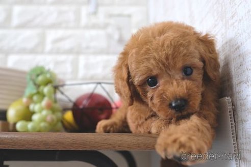 成約済の滋賀県のトイプードル-250106の6枚目