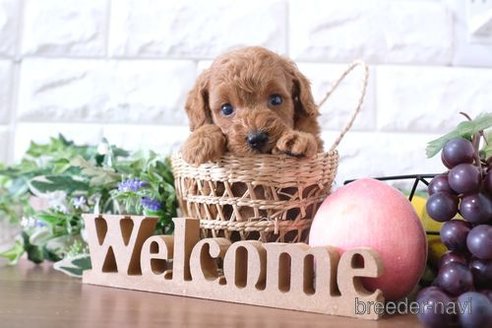 成約済の滋賀県のトイプードル-250106の3枚目