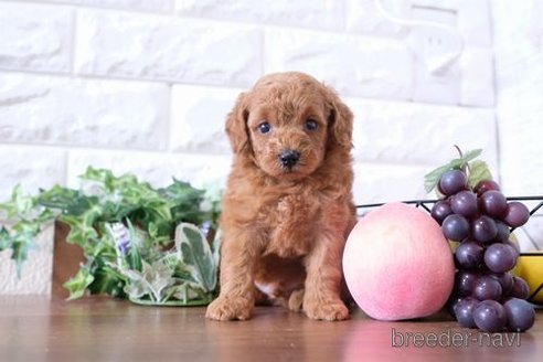 成約済の滋賀県のトイプードル-250106の2枚目