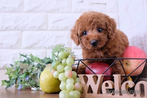 成約済の滋賀県のトイプードル-250107の6枚目