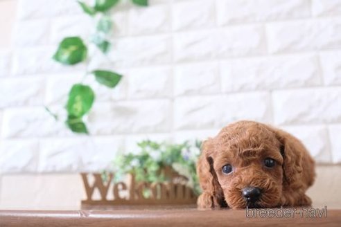 成約済の滋賀県のトイプードル-250107の3枚目