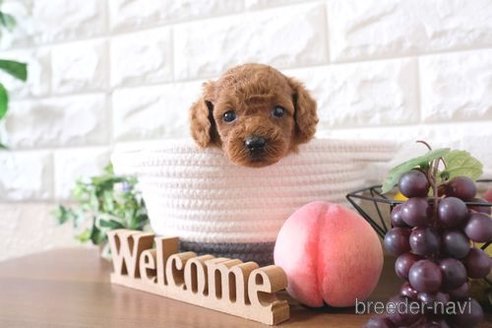 成約済の滋賀県のトイプードル-250107の2枚目