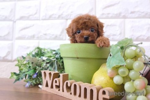 成約済の滋賀県のトイプードル-250112の6枚目