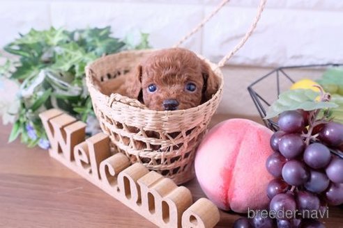 成約済の滋賀県のトイプードル-250112の3枚目