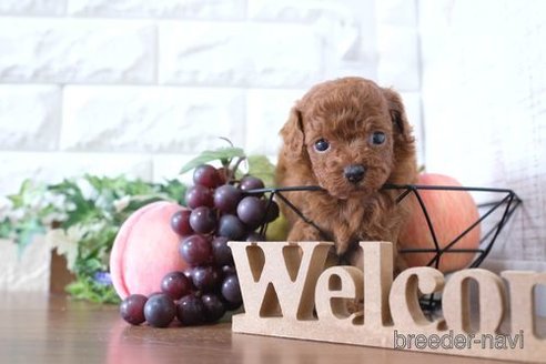 成約済の滋賀県のトイプードル-250112の2枚目