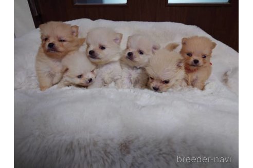 子犬