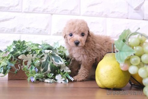 成約済の滋賀県のトイプードル-250116