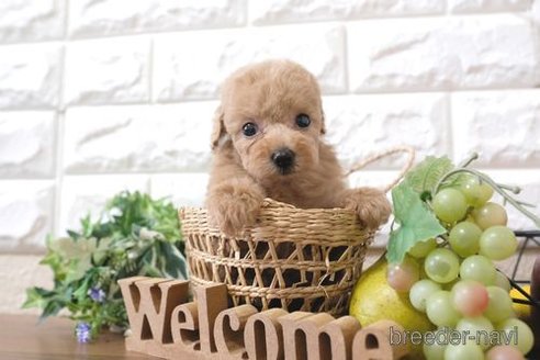 成約済の滋賀県のトイプードル-250116の6枚目